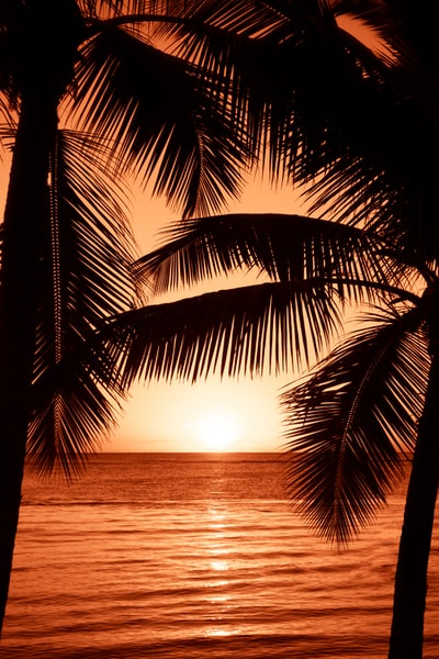黄金时间，两棵椰子树在湖边的剪影摄影
